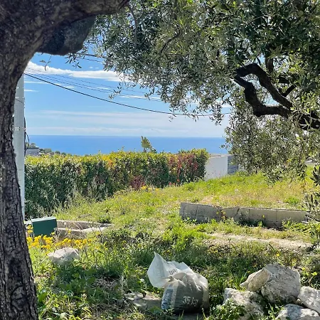 Syagrus - Easy ניס