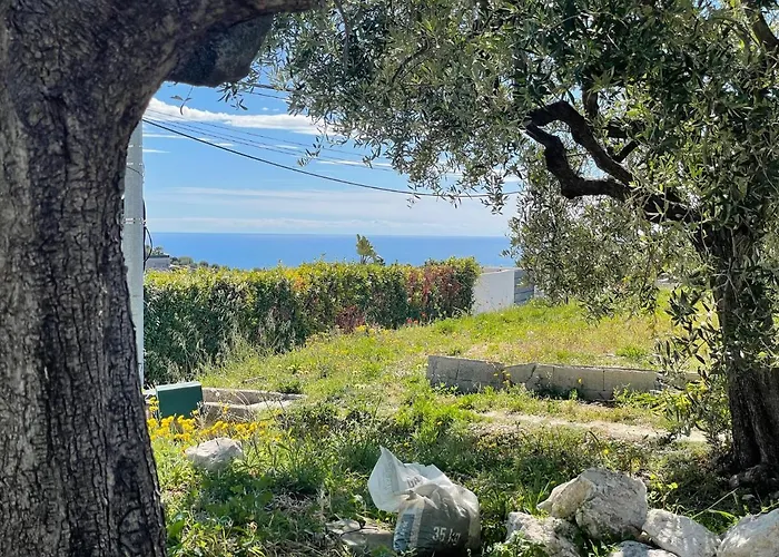 Syagrus - Easy Νίκαια